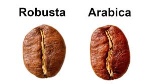 آشنایی با قهوه عربیکا و روبوستا